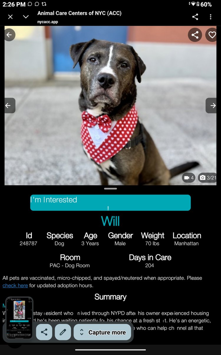 CharBolen's tweet photo. #DogOfTheDay♥️
Reintroducing Will ♥️ Waiting for 204 days!
#248787 3yr old Boy ♥️ Nycacc
Owner surr to police after housing insecurity
This beautiful sweet young boy needs a loving
forever home! Energetic, playful spirit!
Big personality!!
#Adopt#Foster#Pledge
HERO WANTED ♥️🏡 https://t.co/jF90W0nGEx