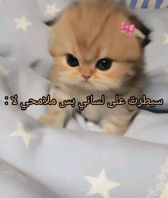 DMN4U9's tweet photo. https://t.co/p9CWu6ihwA