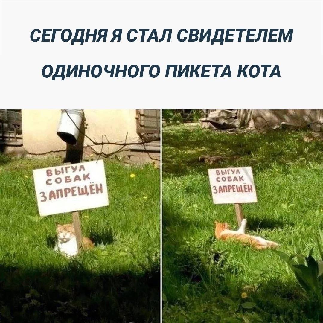 fanto117's tweet photo. Довели кота до протестов🤔😁 https://t.co/DqzA1SRl7Y