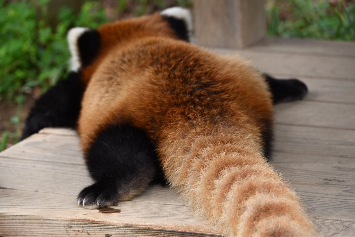 yokoyoyo_koyo25's tweet photo. 連休おつかれさまでした！

#鯖江市西山動物園
#レッサーパンダ https://t.co/5uugniE5nm