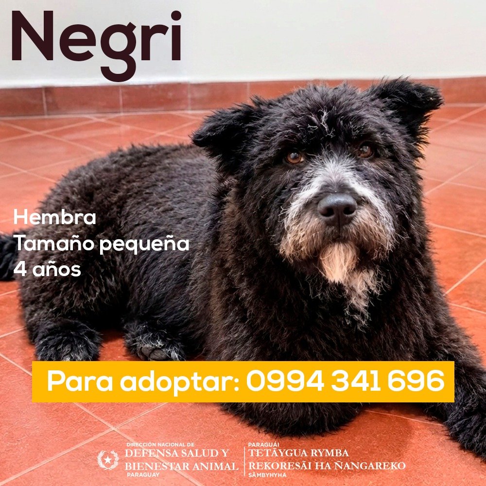 defensanimalpy's tweet photo. 🐾 ¡BUSCAMOS HOGAR PARA NEGRI!

Ella es Negri🐶, una perrita de 4 años y tamaño pequeñito que está lista para llenar de alegría a su familia definitiva. Es súper cariñosa, mimosa y como buena consentida, ¡le encanta comer! https://t.co/ZZuizZyUVz
