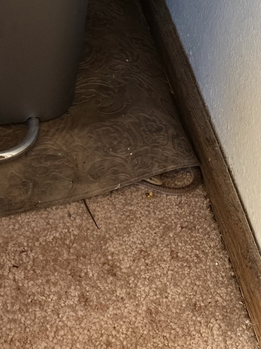 Codeth's tweet photo. This lizard got into my house 2 months ago and I never saw it again until last night. Was finally able to catch it and bring it outside! He dropped his tail too, but I won’t post that lol https://t.co/Lm6nwymP0i