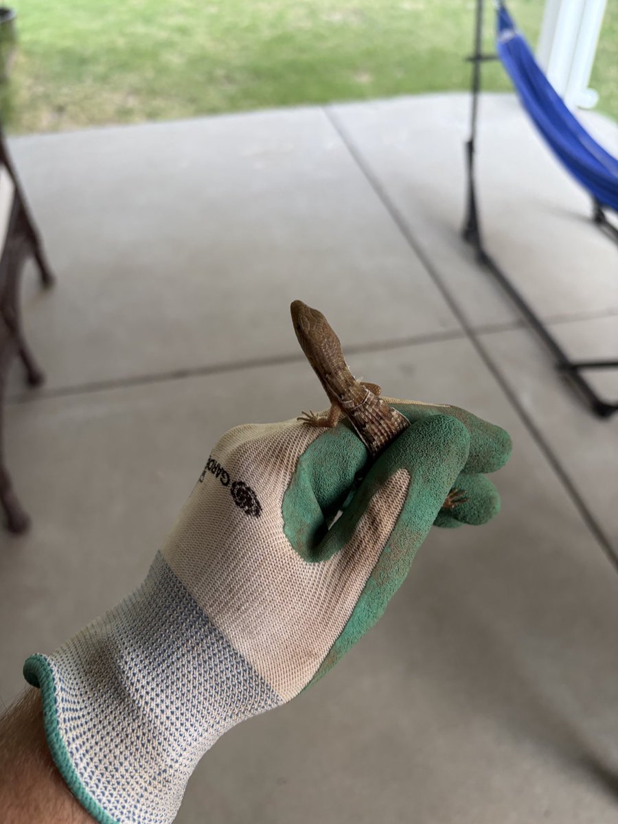 Codeth's tweet photo. This lizard got into my house 2 months ago and I never saw it again until last night. Was finally able to catch it and bring it outside! He dropped his tail too, but I won’t post that lol https://t.co/Lm6nwymP0i
