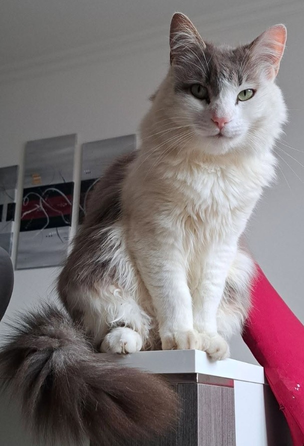MissingTarn81's tweet photo. 23.09.26 Perdu chat blanc/gris/tigré, poils longs, à Castres (Roulandou). Tél : 06 59 68 49 30 ou contact https://t.co/2RFDQvQNjF #Tarn https://t.co/vnNCyKKDYS