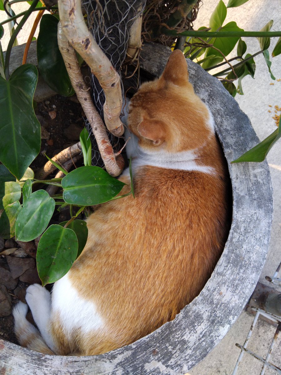 fonematis's tweet photo. Suka tidur di pot dia wkwkwk https://t.co/HisP4UUukL