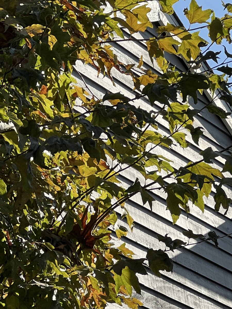 caraxquill's tweet photo. something about sunlight thru leaves https://t.co/9f7eUBcDRw
