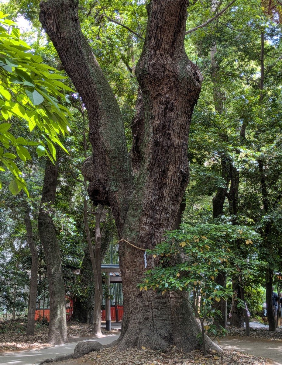 siho_ri's tweet photo. いつもお詣りさせてもらっている神社に木村さんが来られていたとか、いつも触れているご神木に触れていらっしゃったとか…
逆聖地巡礼（笑） https://t.co/VCdw963Rd3