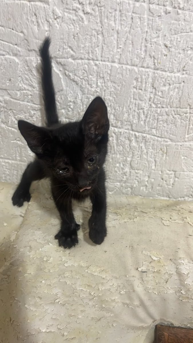 apoyocanino's tweet photo. Madre y cachorros rescatados de los alrededores del Hotel 15 letras en Vargas, necesitan un hogar en familias responsables, dispuestas a dejarse amar incondicionalmente 

Se encuentran en Caracas pero la familia que los tiene no puede mantenerlos 

04129997025 contacto https://t.co/MFgCUxsfVq