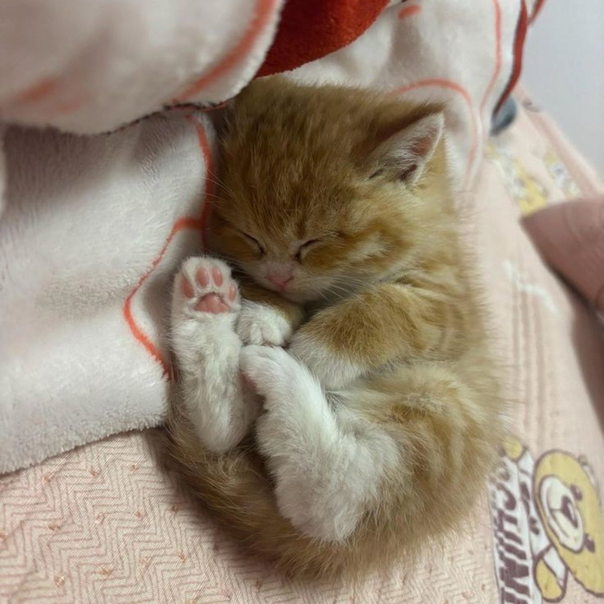 Cronatataya's tweet photo. 🐱 https://t.co/acSlDioTPZ