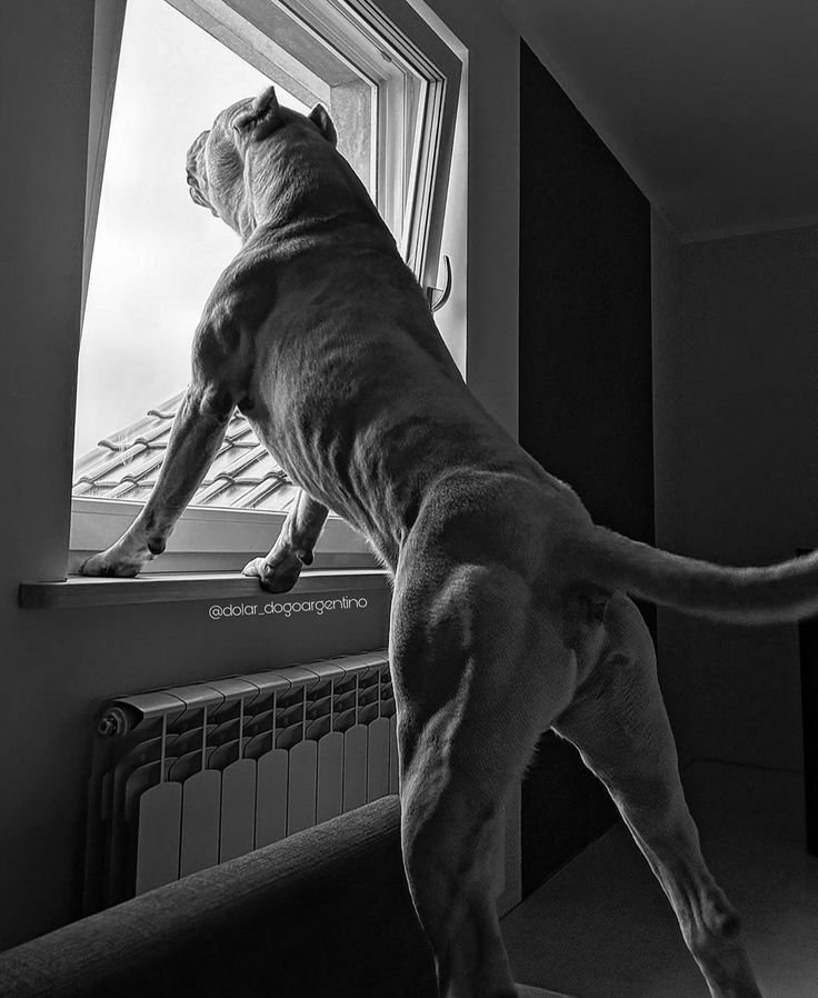 jackdgzoo's tweet photo. 𝘗𝘰𝘴𝘴𝘦𝘴𝘴𝘪𝘷𝘦 𝘔𝘢𝘯𝘪𝘢𝘤 𝐷𝐼𝐴𝐵𝑂𝐿𝐼𝐶𝐴𝐿 》𝘚𝘌𝘟-𝘐𝘕 待影 : 𝐋𝐔𝐉𝐔𝐑𝐈𝐀. ①4 Taboo🐾

El mejor amigo de la mujer.

#lewdrp #sexrol #freerol https://t.co/bCZAwyMkC6