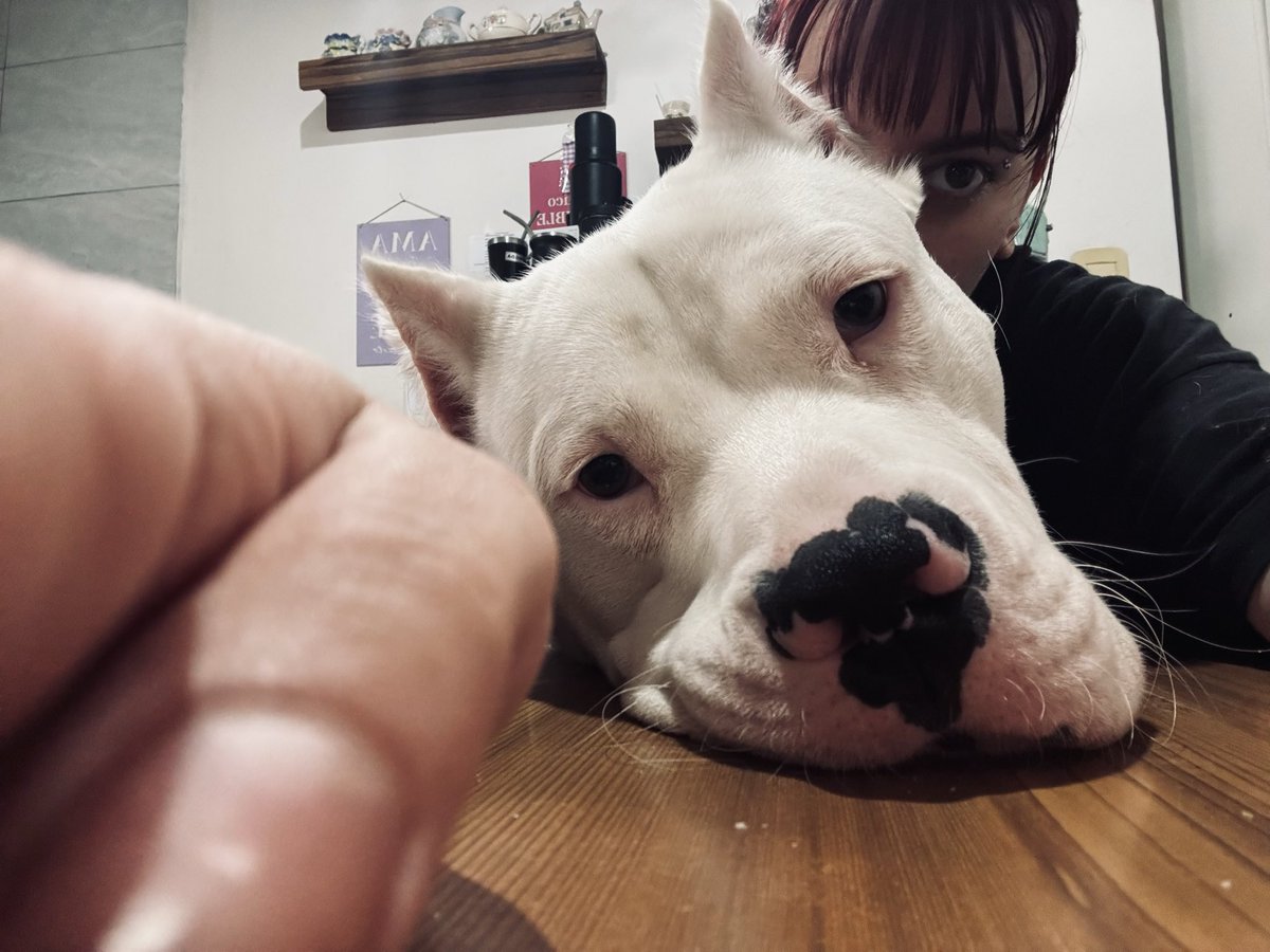 can_lunaa's tweet photo. si es un tierno mi bebé 🥺🥺 https://t.co/QG2npJcURr