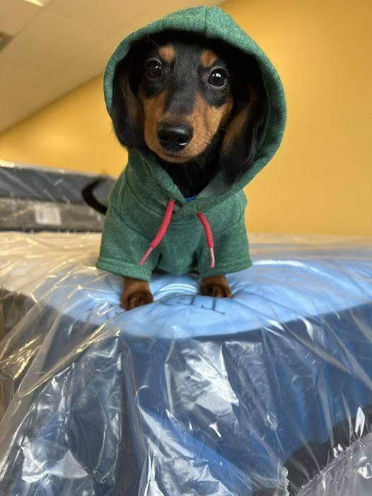 Cachorrinho salsicha preto e marrom usando um moletom verde com o capuz na cabeça sentadinho sobre uma cama de casal coberta com um plástico de frente pra foto