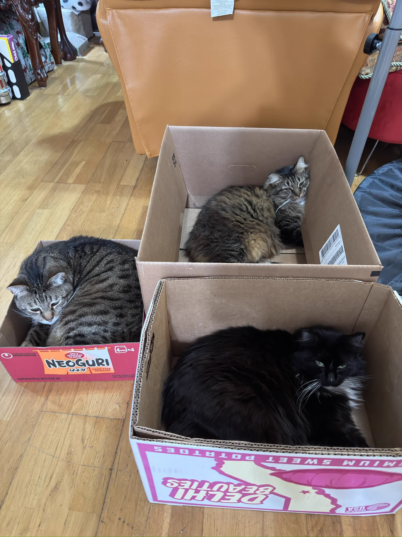 Cat Lovers 🐈 on X: 
