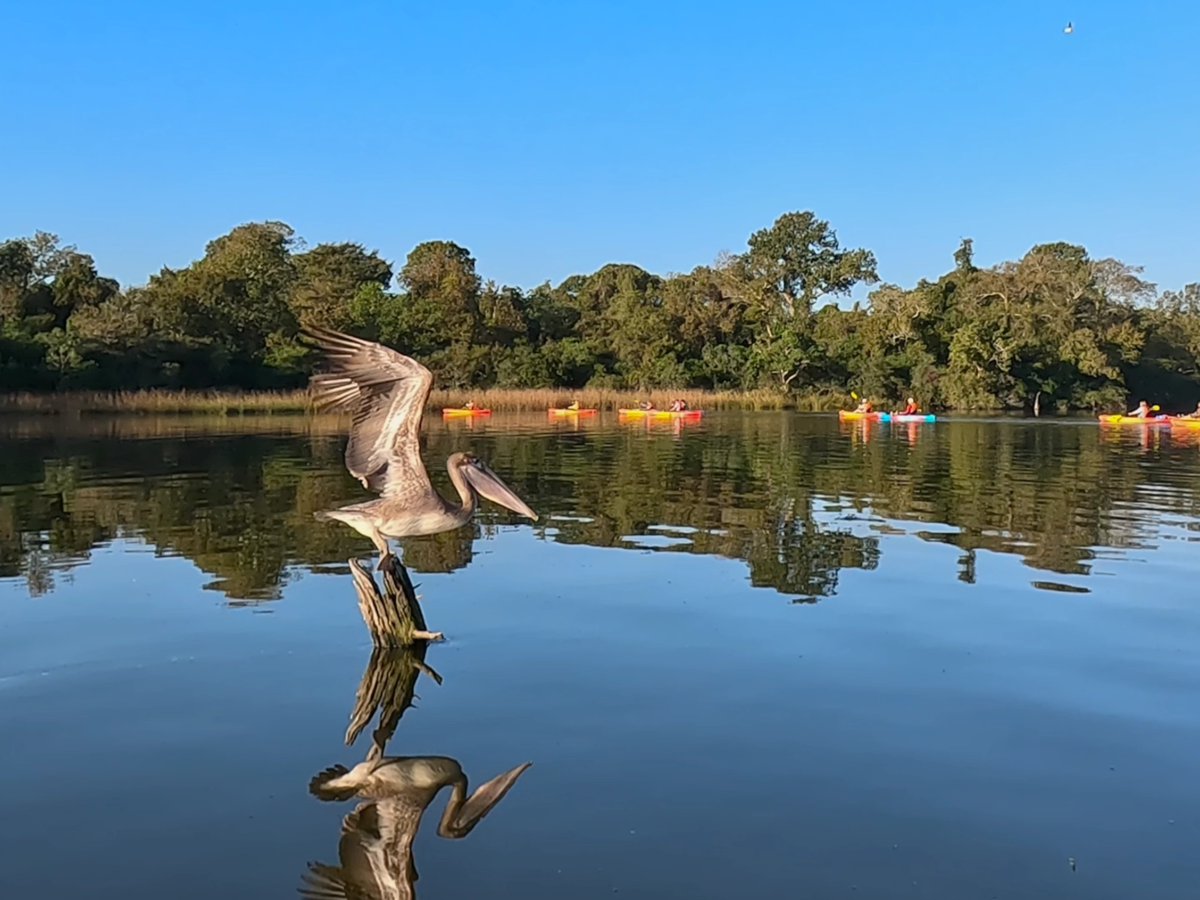 PinkysKayak's tweet photo. Need a "Baycation" but only have a few hours? ☀️
You don’t have to drive for hours to find a wilderness escape. We are located right down the road, launching into the stunning Armand Bayou Watershed. Come explore Spring Gully, Big Island Slough, Horsepen Bayou, and more!

#Kayak https://t.co/pl2TzFRQZW