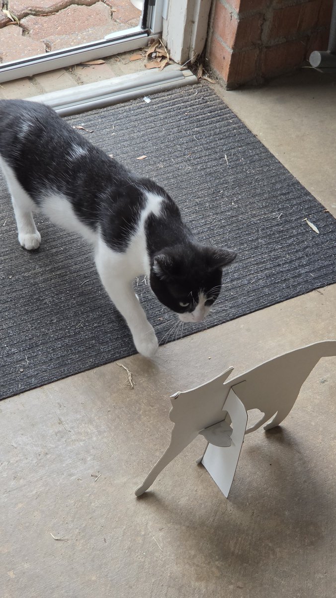 rwyjunior's tweet photo. Today #MrKee meets the #FlatCat ... nearly NO response, not impressed 😕 https://t.co/u3Eq9PV38f
