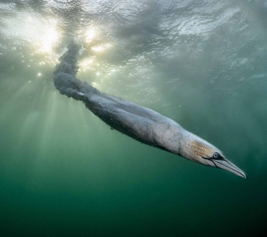 __LauraFL318's tweet photo. Photographer captures Northern Gannet diving into the ocean in Shetland

Henley Spiers won Bird Photographer of the Year 2026 for his photograph of the gannet diving off Scotland’s Shetland Islands. These birds can reach speeds of more than 50 mph when diving https://t.co/HsD2GdqIai