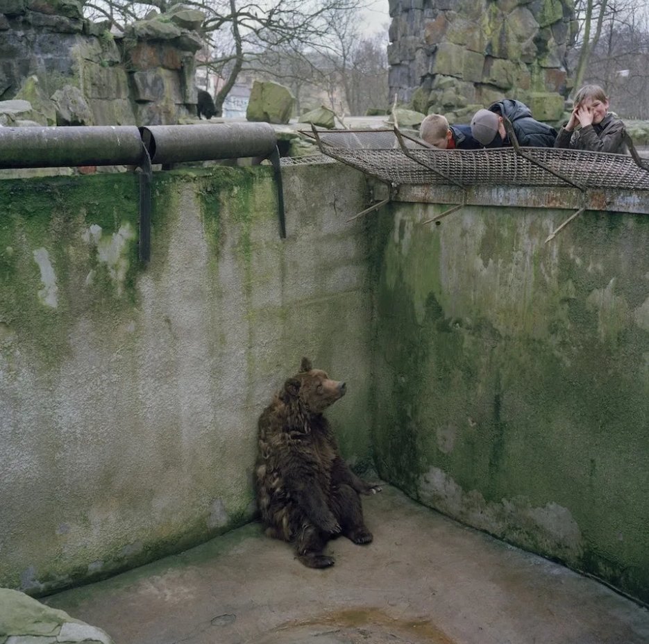 brig_dm's tweet photo. "Les zoos ne peuvent rien nous apprendre de vrai sur les vies des animaux".
(Derrick Jensen) https://t.co/ScU4iXAGkK