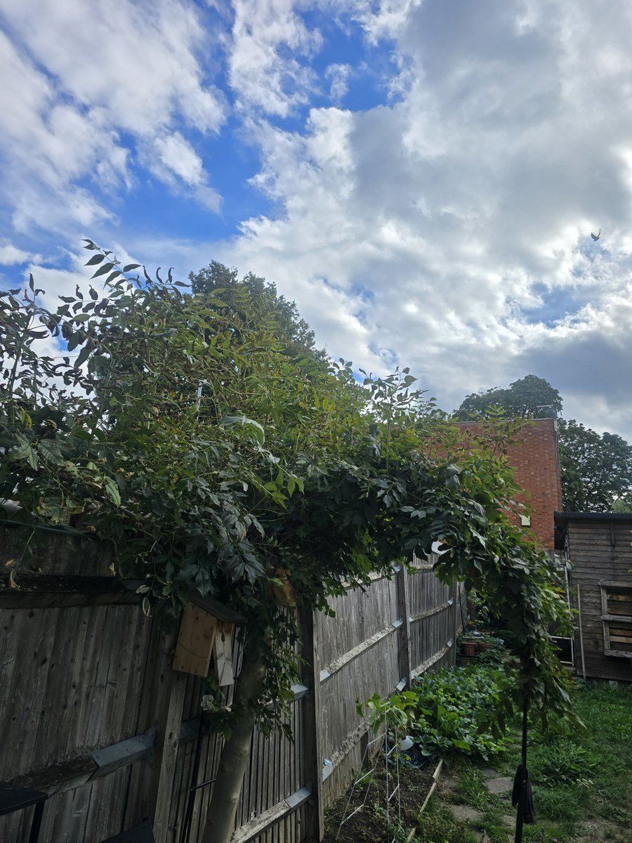 SaaShamsu's tweet photo. I was thinking 🤔 to celebrate 🥳 26th anniversary outside but weather doesn't look good 😅😅😅 better staying inside 😅😅😅 happy anniversary @Sh1Shazia 😍😍❤️❤️❤️ when she's back home from work i,m leaving for work 😂😂😂😂 https://t.co/Lt4fH8iDYD