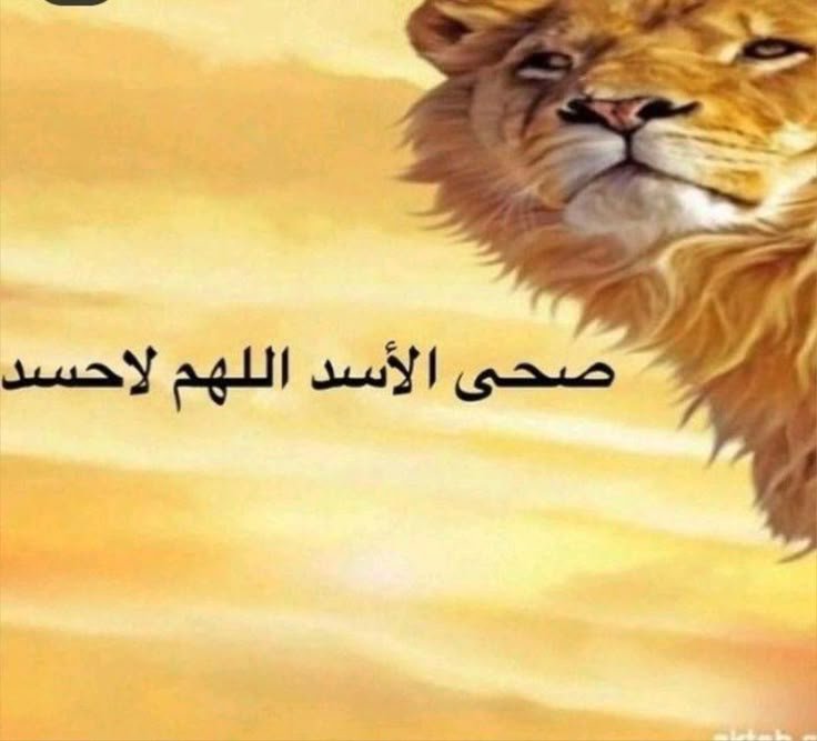 MHND7_X's tweet photo. مساء الخير 🌹💐🏵️🌼🪻🌺🪷 https://t.co/rHNfQjcAd0