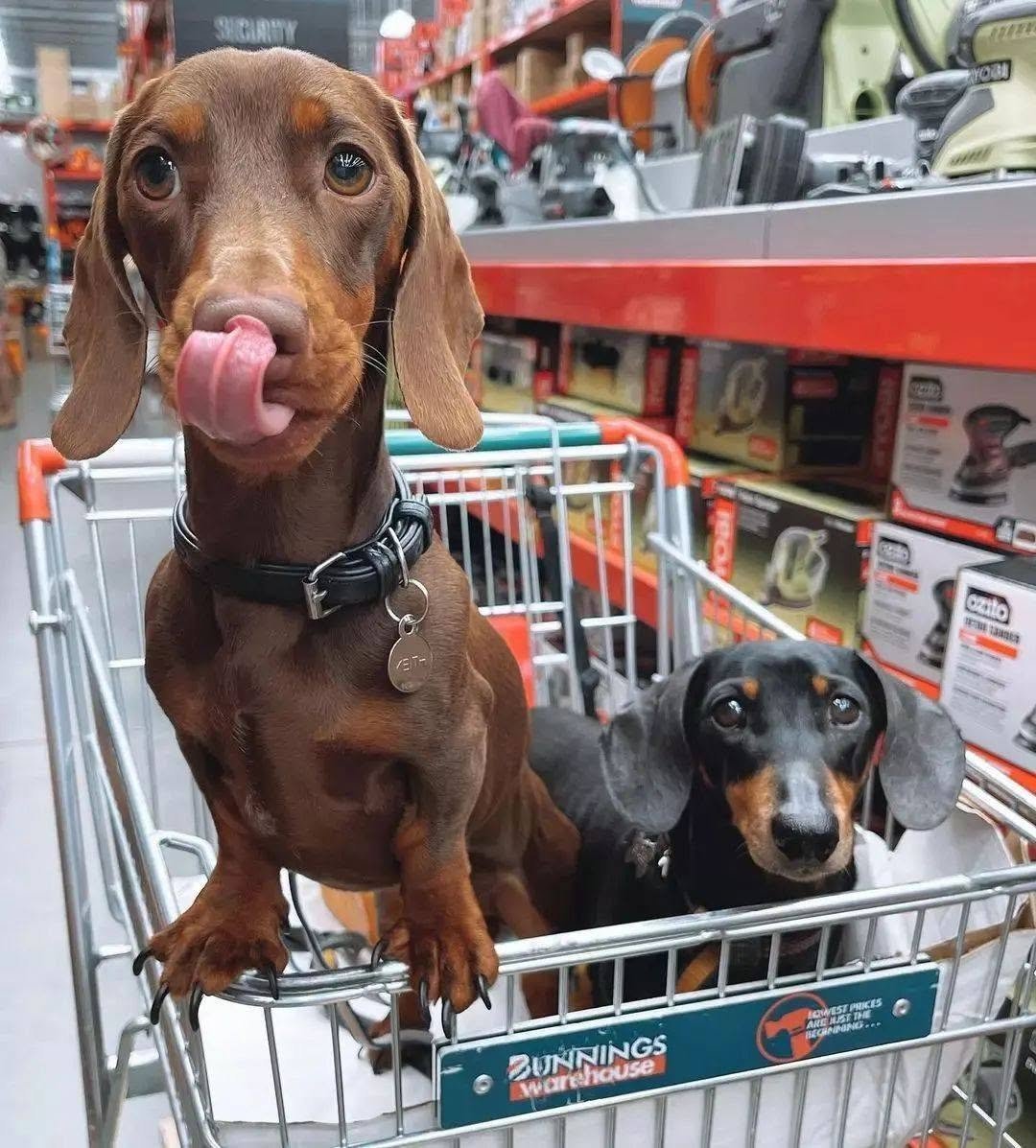 Cachorro salsicha preto deitado dentro de um carrinho de compras no corredor de uma loja de varejo e ao seu lado um cachorro salsicha marrom de pé com as patinhas na borda do carrinho olhando pra frente lambendo o próprio focinho