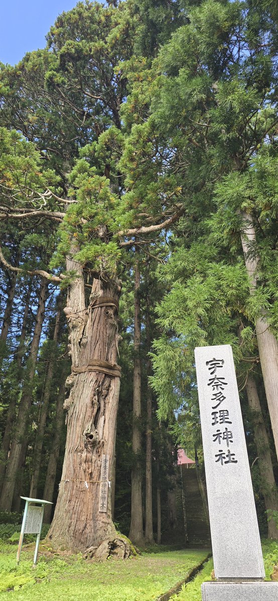mo_to_91's tweet photo. #大塩天然炭酸水　のすぐ近くにある　#宇奈多理���社　の御神木
推定樹齢５００年
#室町時代　から成長を続けている、まさに神の木

#宇奈多理神社
#金山町
#奥会津 https://t.co/PcHcXHbbyn