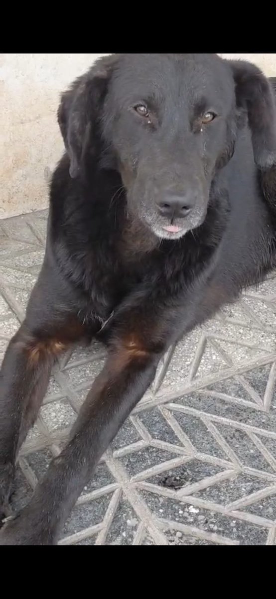 patripeyrou's tweet photo. Se necesita urgente tranisto o adopción  para sacarlo de la calle donde le pegan y lo hechan por que hay negocios y la gente  y los locales le hechsn agua para que no se acueste son unos basuras por favor ayuda para el es  un cachorron
Zona: Laferrere 
Contacto: 1141882114 https://t.co/1NmRkvt4hP