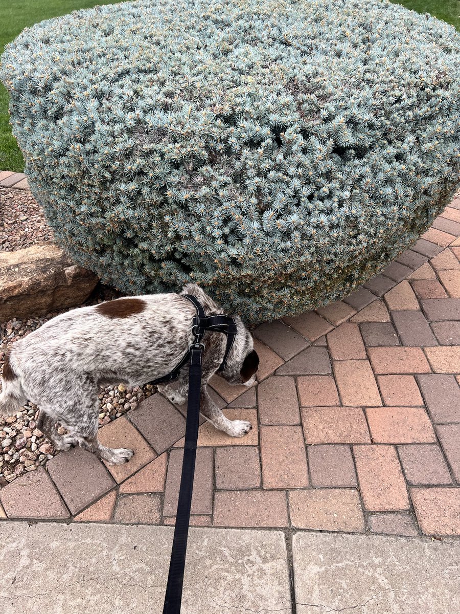 slimulations's tweet photo. quick walk before the rains https://t.co/ADoSDGIffi