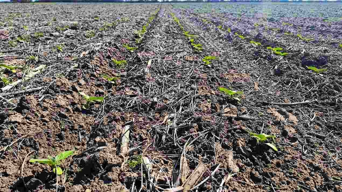 RuralNetOficial's tweet photo. #Agricultura #agricultura #BCCBA #campaña202627 #campañaagrícola Santiago del Estero: el girasol avanza y el maíz cierra con 4,3 Mt https://t.co/rth9X0X41N https://t.co/73QOVC9DqP