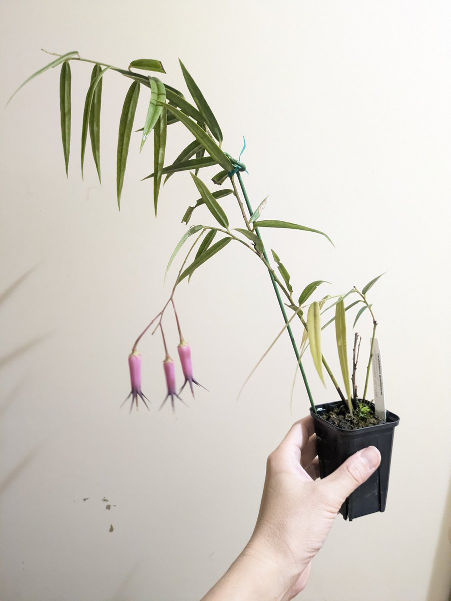 401_1211's tweet photo. そろそろ落ちるかな、ってことで。
ツツジの花は、下から見上げる良さもあると思うんです。

medinaeとかpendensとかjorgeとか、それぞれ花の良さはあるけど、このツツジが一番美人さんだと思う。隙がない感じで近付くとケガしそうな。たぶん友達になってもらえないタイプというか🥸 https://t.co/Y3STWQrTxl