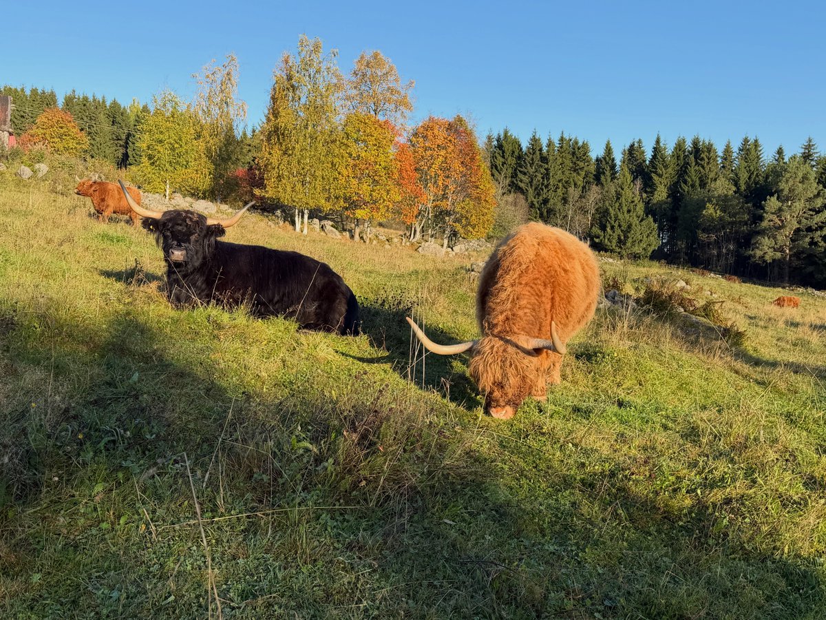 SaarelaHC's tweet photo. Highland Cattle photo of the day https://t.co/UiiJrhWZBZ