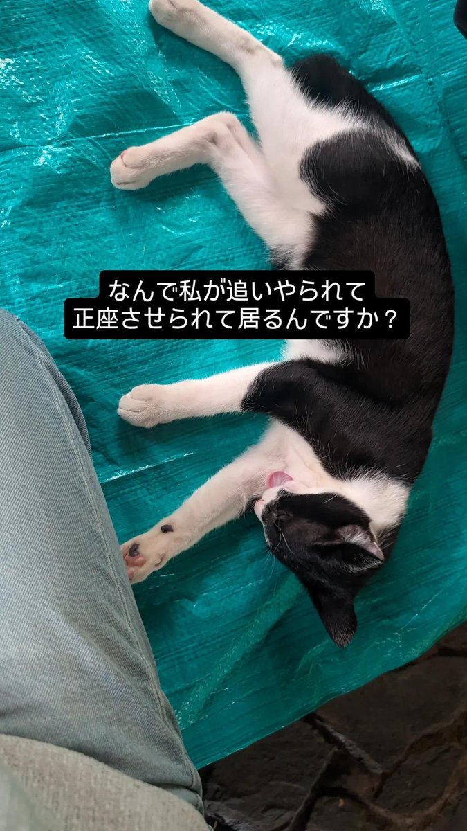 adbn_00's tweet photo. 親戚集合ピクニックwith野良猫のVlogです https://t.co/hXwnwfCmPx