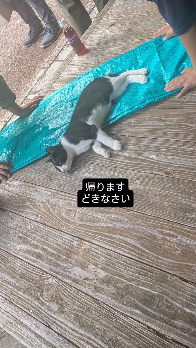 adbn_00's tweet photo. 親戚集合ピクニックwith野良猫のVlogです https://t.co/hXwnwfCmPx