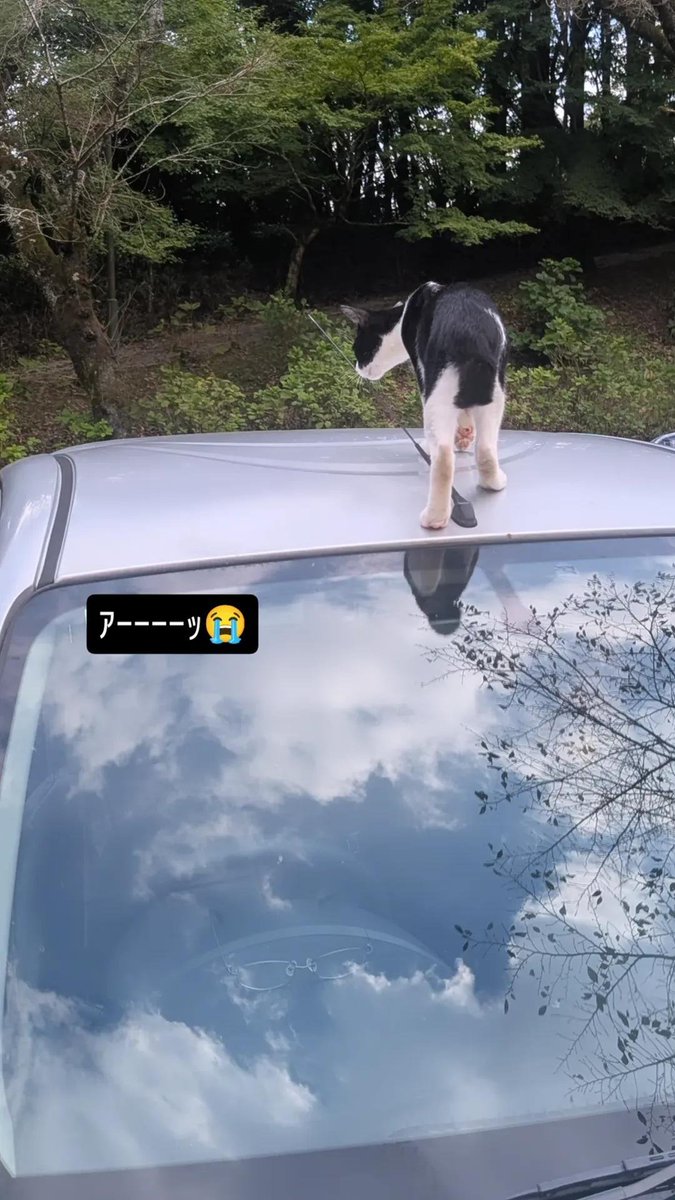 adbn_00's tweet photo. 親戚集合ピクニックwith野良猫のVlogです https://t.co/hXwnwfCmPx