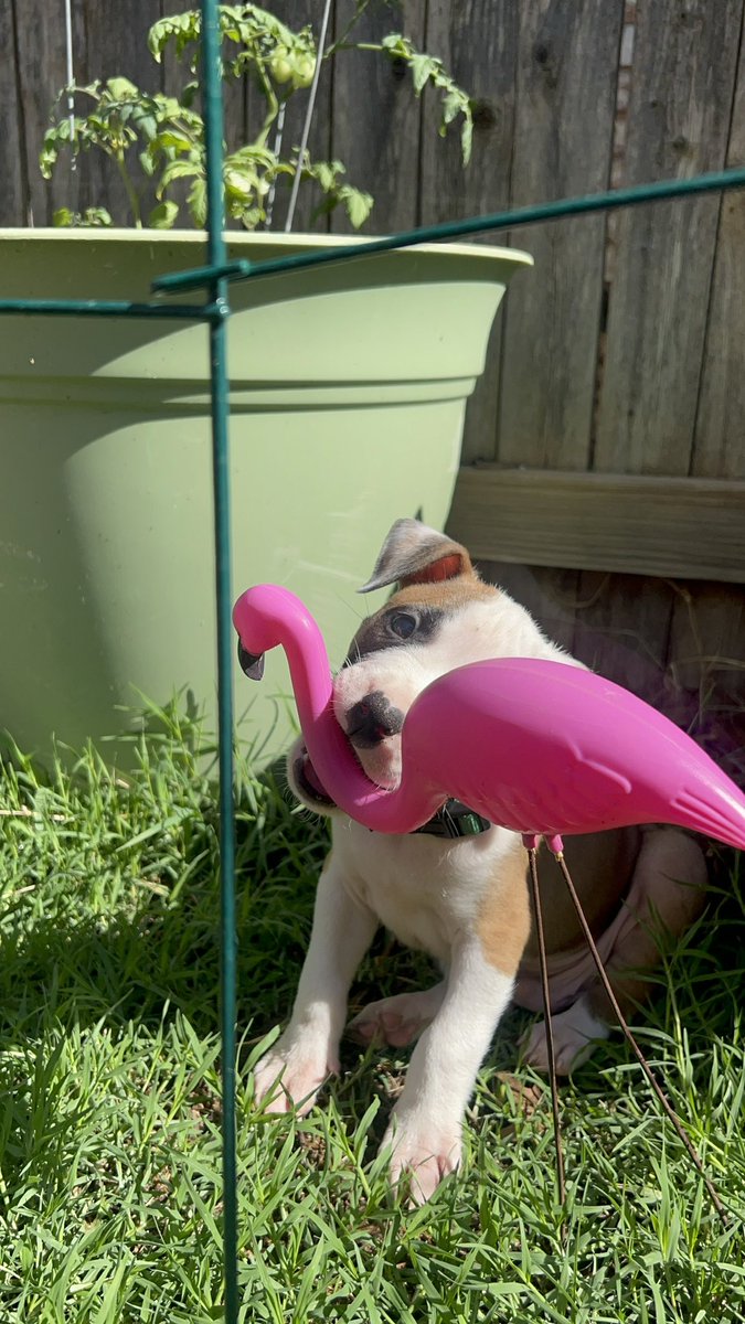 reyna4321's tweet photo. Baby #WillyBoy says let’s flamingoooooooo and #pray!! #NewsPeace will be live on YouTube close to 10:30 AM CT. I have a prophetic encouraging word for 2026 fall season also! #coffee https://t.co/Mp54H6raMS https://t.co/GdFsR3d2Rd