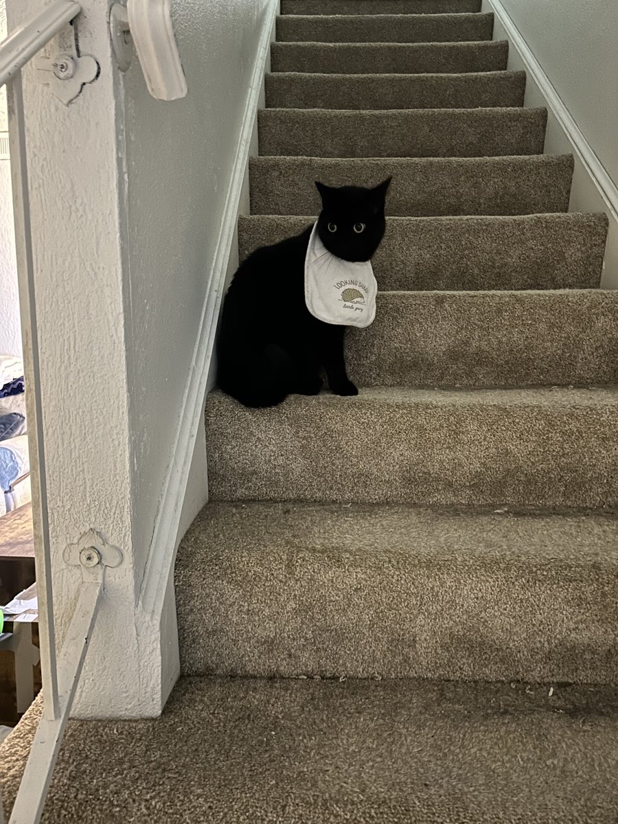 azaleafrontier's tweet photo. He's just a baby 🖤 #blackcats #housepanther https://t.co/yG8GA1mwse