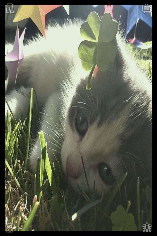 Crum14Crum's tweet photo. 👹Mushroom pasta Pasta, cookingThe rabbit, now sure there’s no danger, continues eating, its whiskers twitching as it chews. It finishes the dandelion, then hops deeper into the underbrush, disappearing from sight. https://t.co/u38n5twVhz