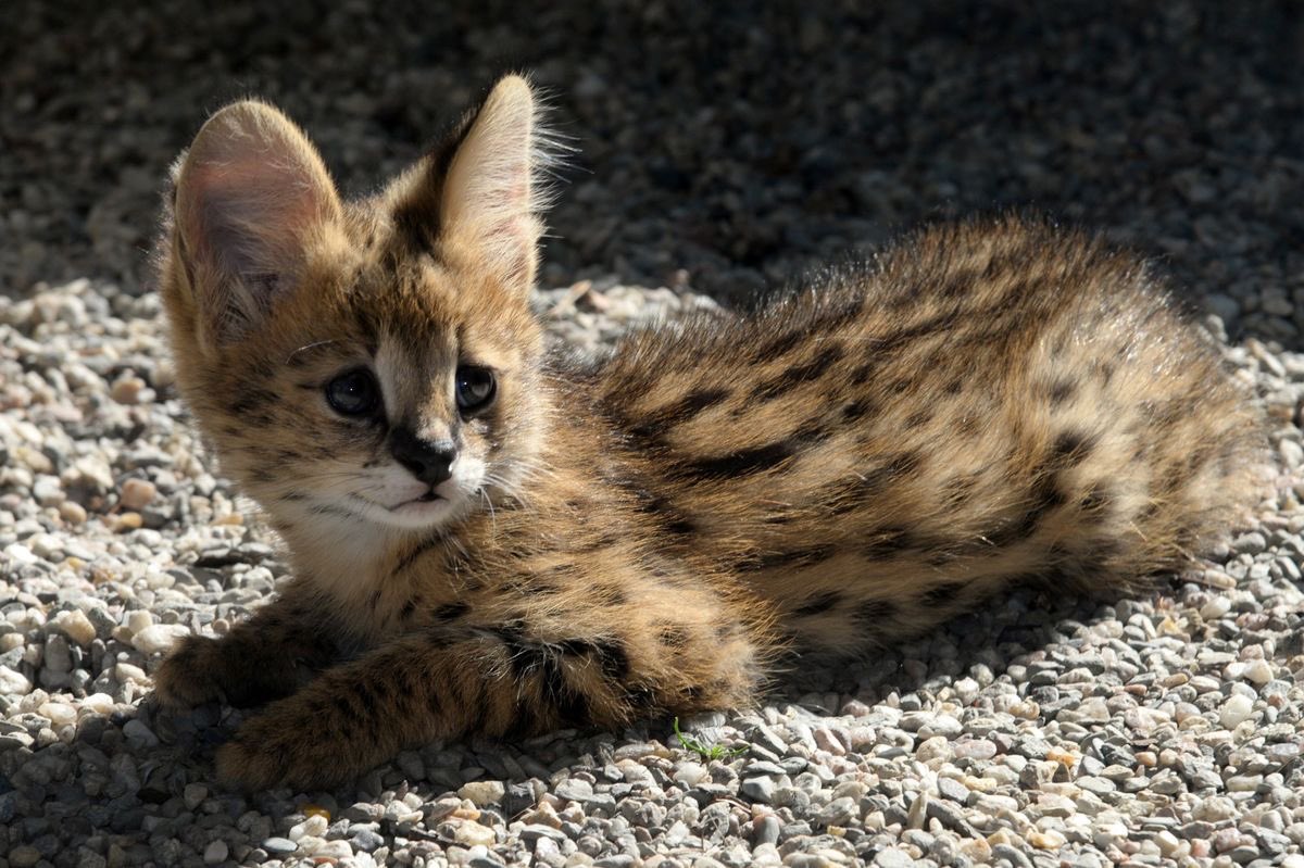 sensoryhourly's tweet photo. servals https://t.co/SWFXxgm5Rb