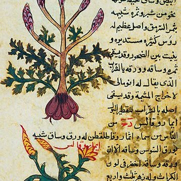 IslamicSH_'s tweet photo. The Muslim scientist who discovered 300+ new medicines 🌿✨

Ibn al-Bayṭār (1197–1248 AD) was an Arab Muslim pharmacist, botanist, physician, and scientist from al-Andalus (Spain).

Born in Málaga at the end of the 12th century, he studied botany under the Andalusian botanist Abū al-ʿAbbās al-Nabātī. Together they collected and examined plants around Spain, giving Ibn al-Bayṭār an early grounding in direct observation and the identification of medicinal plants.

In 1219, he left Málaga and began a remarkable period of travel and field research. His journeys took him through Marrakesh, Béjaïa, Tunis, Tripoli, Barqa, Constantinople and Antalya, and later through Arabia, Palestine and Syria.

After entering the service of the Ayyubid Sultan al-Kāmil, Ibn al-Bayṭār was appointed chief herbalist. When al-Kāmil extended his authority to Damascus in 1227, Ibn al-Bayṭār accompanied him there, continuing his botanical investigations in Syria.

Kitāb al-Jāmiʿ li-Mufradāt al-Adwiya wa-l-Aghdhiya:

His most famous work, the Kitāb al-Jāmiʿ li-Mufradāt al-Adwiya wa-l-Aghdhiya (Compendium on Simple Medicaments and Foods), became one of the great pharmacological works of the medieval period.

The work records approximately 1,400 plants, foods and medicinal substances, arranged alphabetically. Ibn al-Bayṭār drew upon a vast body of earlier scholarship, citing around 150 Arabic authors and 20 Greek authorities, including Dioscorides and Ibn Sīnā (Avicenna). Yet the work was not merely a compilation. He incorporated his own observations and described numerous substances that were absent from the earlier works he consulted.

He systematically recorded the additions made by Islamic physicians in the Middle Ages, which added between 300 and 400 types of medicine.

Among the subjects he discussed were the preparation of rosewater and orangewater, the extraction of scented oils, and techniques involving heated oils, fats, retorts and condensation. His descriptions provide an important glimpse into the practical pharmaceutical knowledge of his period.

His second major work, the Kitāb al-Mughnī fī al-Adwiya al-Mufrada, was an encyclopedia of simple medicines organized according to the ailments they were used to treat, covering conditions affecting areas such as the head, ears and eyes.

He also wrote works including the Mīzān al-Ṭabīb, Risāla fī l-Aghdhiya wa-l-Adwiya, a treatise on the lemon, and a commentary on the first four books of Dioscorides' Materia Medica.

His Jāmiʿ stands as one of the major works of medieval botanical and pharmacological literature.

Ibn al-Bayṭār passed away in Damascus in 1248.