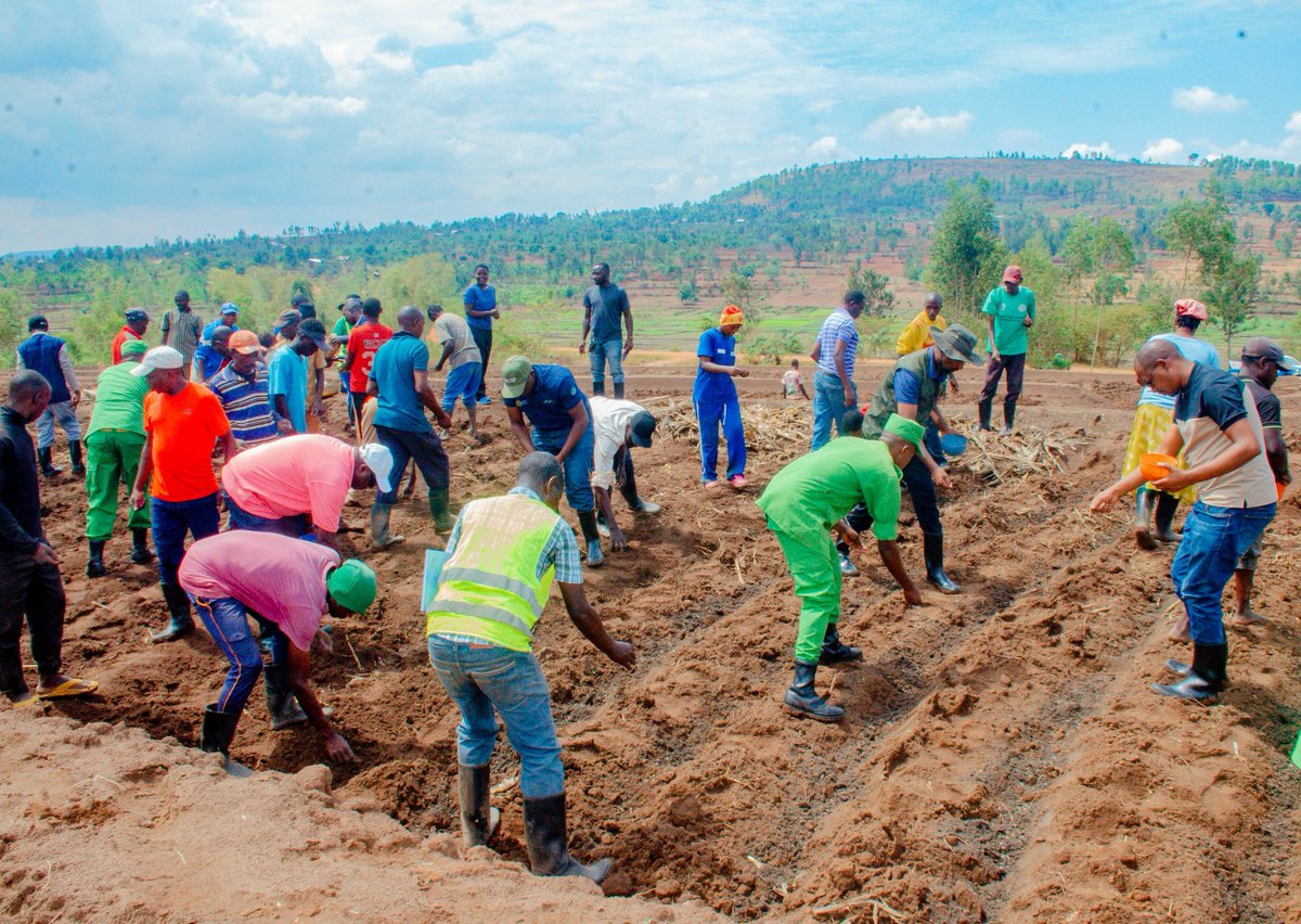 rbarwanda's tweet photo. Abatuye mu Karere ka Gatsibo basabwe kwihutisha ibikorwa byo gutera imbuto, ku buryo mu byumweru bitarenze bibiri abahinzi bose baba bamaze gushyira imbuto mu butaka.

Ibi babisabwe ubwo muri aka Karere hatangizwaga igihembwe cy'ihinga cya 2027 A. 

Iki gihembwe cyatangirijwe mu Murenge wa Kabarore, mu cyanya cya Marimba kingana na hegitari zisaga 100 cyagenewe ubuhinzi.

Abahinzi beretswe ko uburyo bwo gutera imbuto z'imbuto z'indobanure kandi ku mirongo no gukoresha ifumbire ku kigero gikwiye ari byo bitanga umusaruro.#RBAAmakuru
