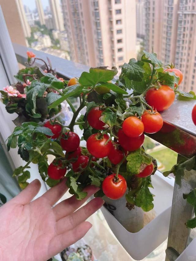Asr18858862's tweet photo. My tiny balcony now has a vegetable patch! Eating homegrown cherry tomatoes every evening feels like the best slow win of this year.， https://t.co/4dusUSl32N