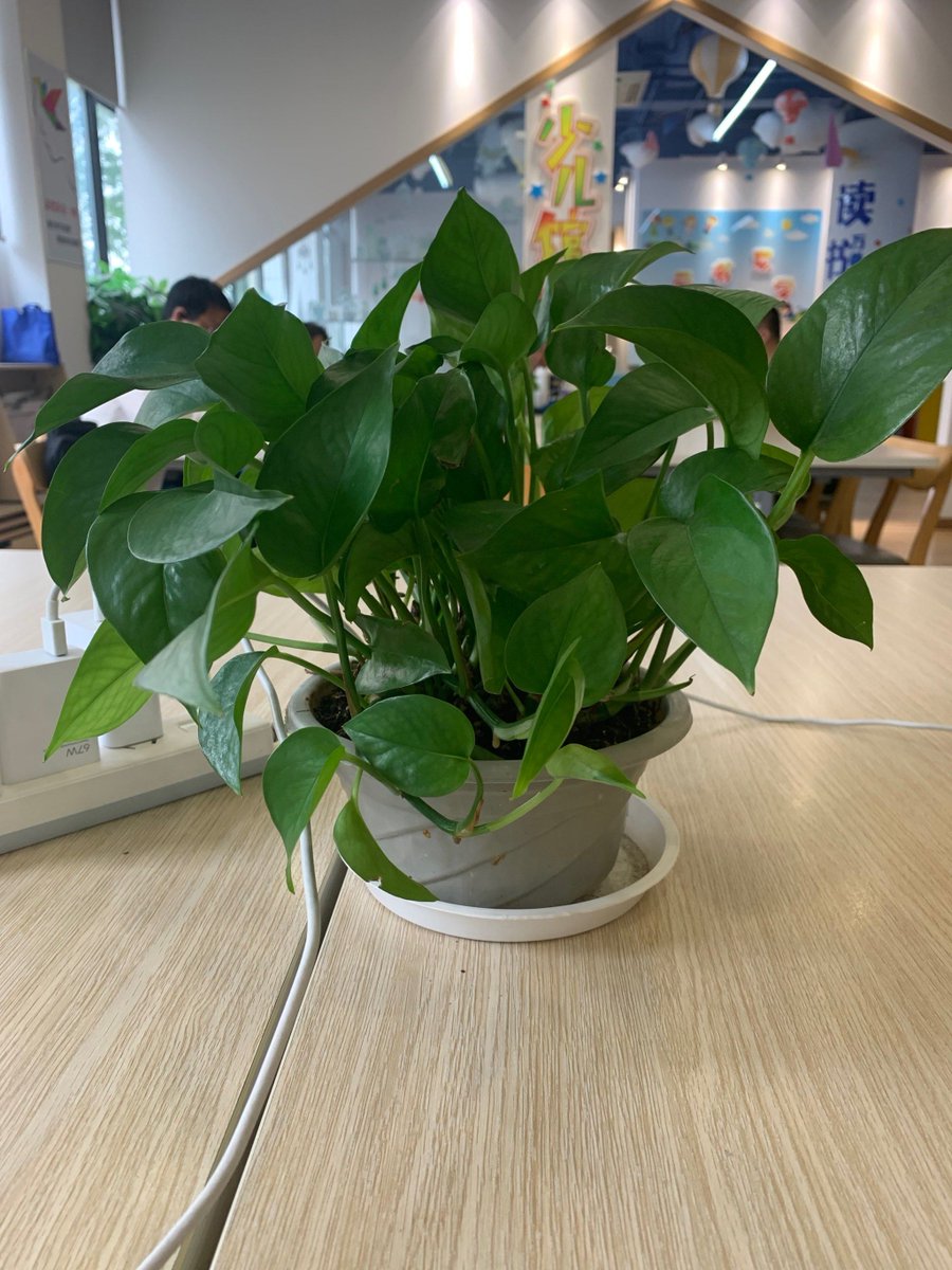 dwiephee's tweet photo. My desk plant just outperformed my work project today — it grew a new leaf while mine’s still stuck in review. Send plant parent bragging rights! https://t.co/ppUzybyzEe