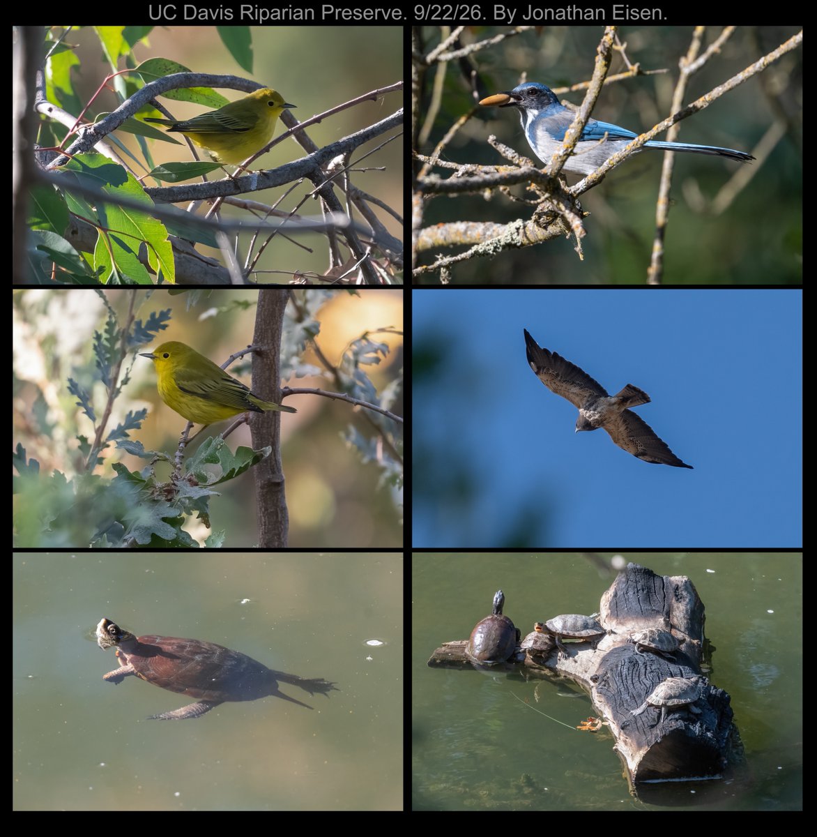 phylogenomics's tweet photo. Seen at the @ucdavis.bsky.social Putah Creek Riparian Preserve yesterday. #birds #turtles #california #yolo https://t.co/cTrAlxdS3R