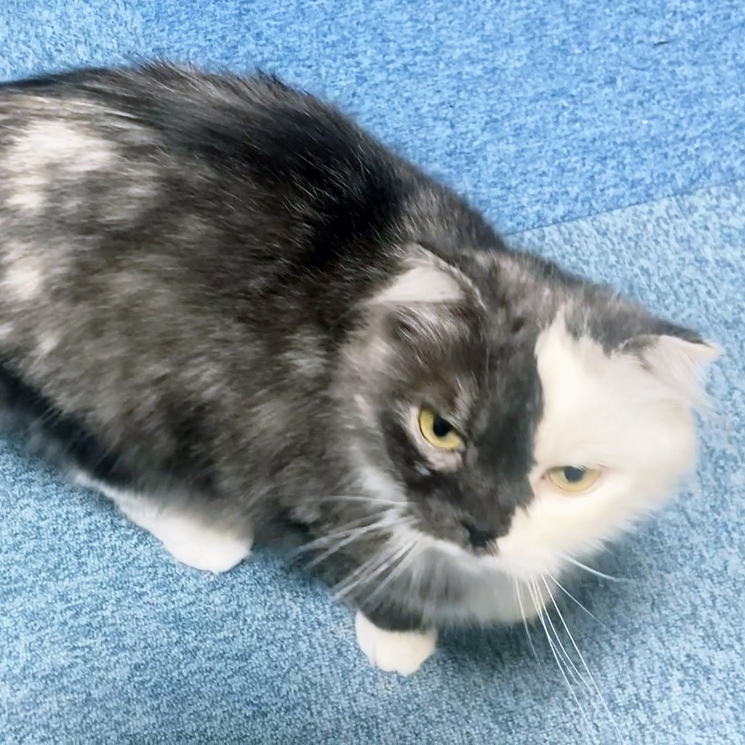 arikaobuk's tweet photo. 我が家の猫たち🐱🐱🐱ウロウロとゴロゴロ
https://t.co/GkDNZymtYz
#にゃんこ3きょうだい日記 #Diary_of_3Cats
#猫動画 #ネコ動画 #かわいい #おもしろ #癒し
#猫 #ねこ #保護猫
#茶トラ #gingercat #黒猫 #blackcat #スコティッシュフォールド #scottishfold
#cat #gato #gatto #chat #Katze #кошка https://t.co/bPsHxG4u2r