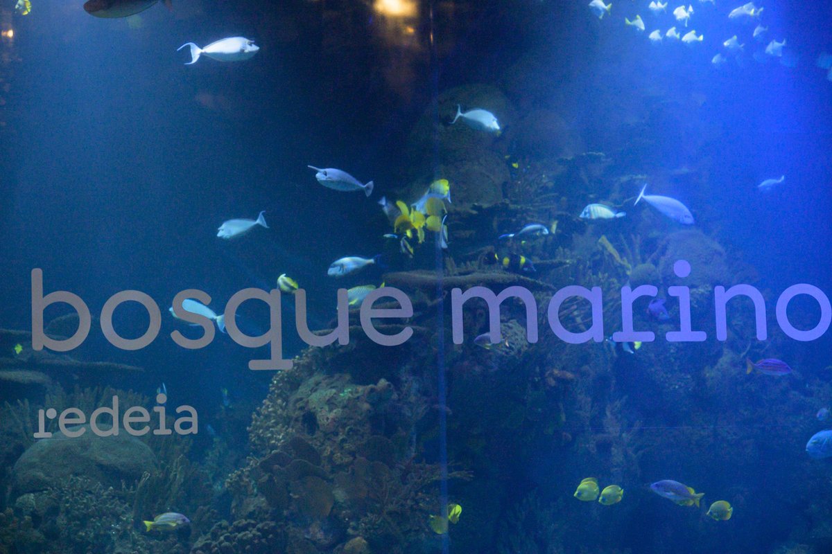 RedeiaCorp's tweet photo. Más de 130 científicos, instituciones, ONG, administraciones públicas, empresas y entidades interesadas en la conservación de los ecosistemas marinos se reúnen la próxima semana en Vizcaya.🐟🐠🪸🐚

🌊🌱 Primero fue Mallorca, después Valencia y este 2026 el #SeminarioCientífico #BosqueMarino de #Redeia se celebrará en en Urdaibai (Busturia).

Consulta el programa: https://t.co/lLnq8kEVy4
 
📍 #BBKKlima, Urdaibai.
📅 30 de septiembre y 1 de octubre.
🎟️Inscripciones cerradas.

Si amas 💙el océano y te interesa ponte en contacto con  ➡️ bosquemarino@redeia.com 
 
#BosqueMarino #Redeia #Biodiversidad #Océanos #Urdaibai #AzulqueUne