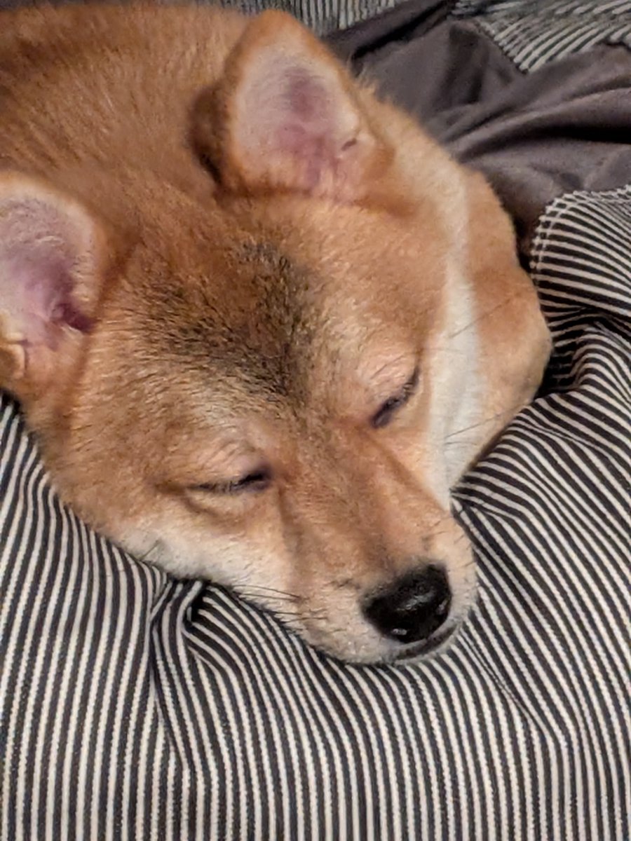 jam729_9's tweet photo. ほぉぉぉんとに、可愛いパラダイスすぎるよ、ありがとすぎ💞
あたいの愛犬も激カワだったよ https://t.co/cGZ0GDIF1d