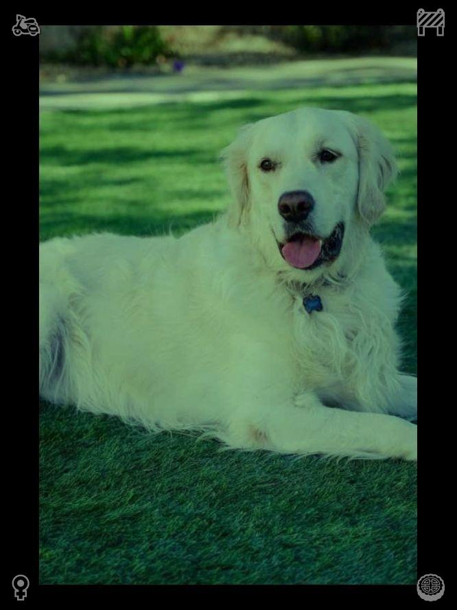 kanzenbba's tweet photo. Banana softness warms trivial busy summer days. Mild simple sweetness brings plain heartfelt happiness, healing work and study fatigue in hot seasons.🌍Small details (coating thickness, color) matter for product appearance https://t.co/rwWbtbgF9j