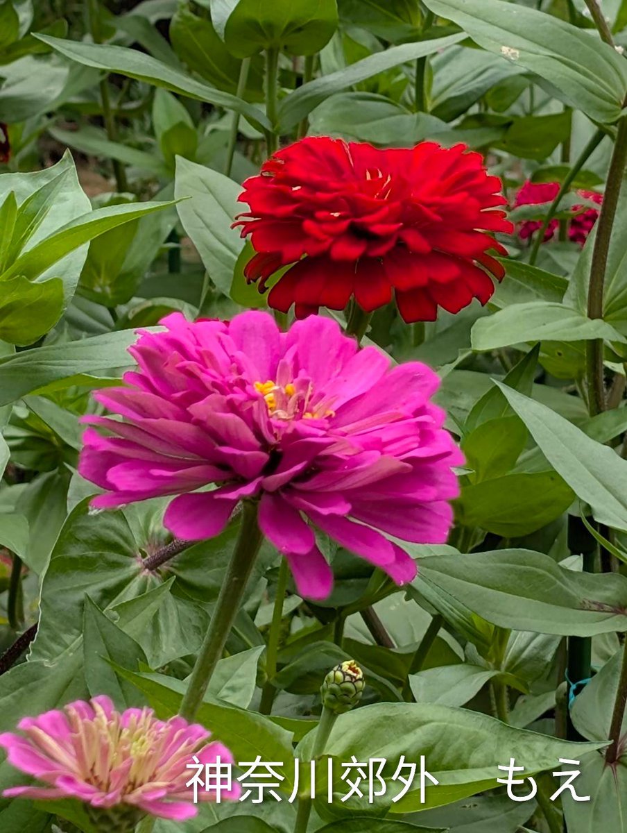 4bsh5wgleXQzOOp's tweet photo. @takeshima_staff 花束💐

トルコキキョウの花言葉

「感謝」

今夜も
花便りありがとうございます🙋

歌ＭＡＸの
収録だったのですね🎤

サロントーク🎵
角川博さんでしたか😄

歌ＭＡＸオンエアも
コンサートも
楽しみにしています💕

そして
アルバムも
待ち遠しいです💖

#竹島宏
#ひろネット

フォト　ジニア https://t.co/YU4cZCMC9t