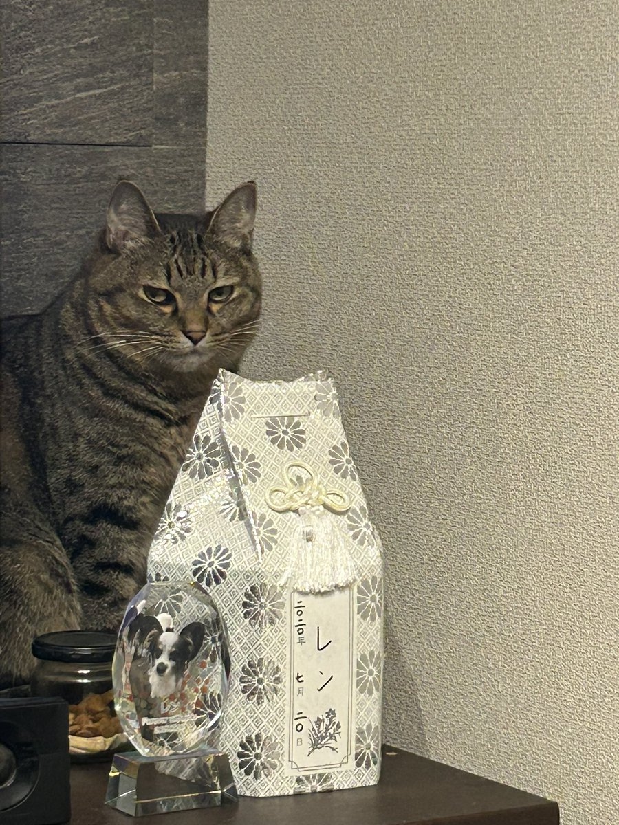 ookidpdc's tweet photo. うちはきりちゃんがなぜかレンの後ろでご機嫌ななめモードな１日でした🐈

ライブのブログも拝見しました。我が家もレンがケイトを待っていそうなので、覚悟する毎日です。

私の決意は変わりませんが、その場にいなくとも、空手家大木の志はいつもマリ子さんと共にあります。

#國府田マリ子 https://t.co/uX9E2v3hbH