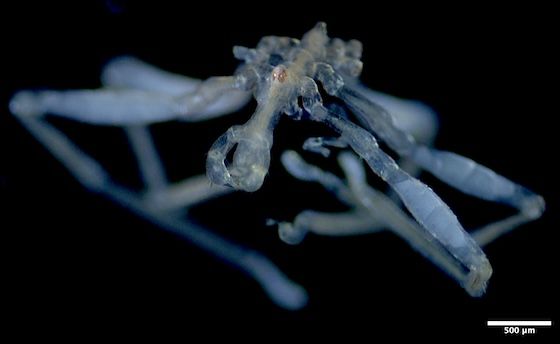 UBCNews's tweet photo. Researchers at UBC have identified two new sea spider species in the Salish Sea, the first in nearly a century, expanding understanding of marine biodiversity and creating new tools for future ecological research. 

Read more: https://t.co/Kw6ZEtwdRo https://t.co/NgEmVMgNu4