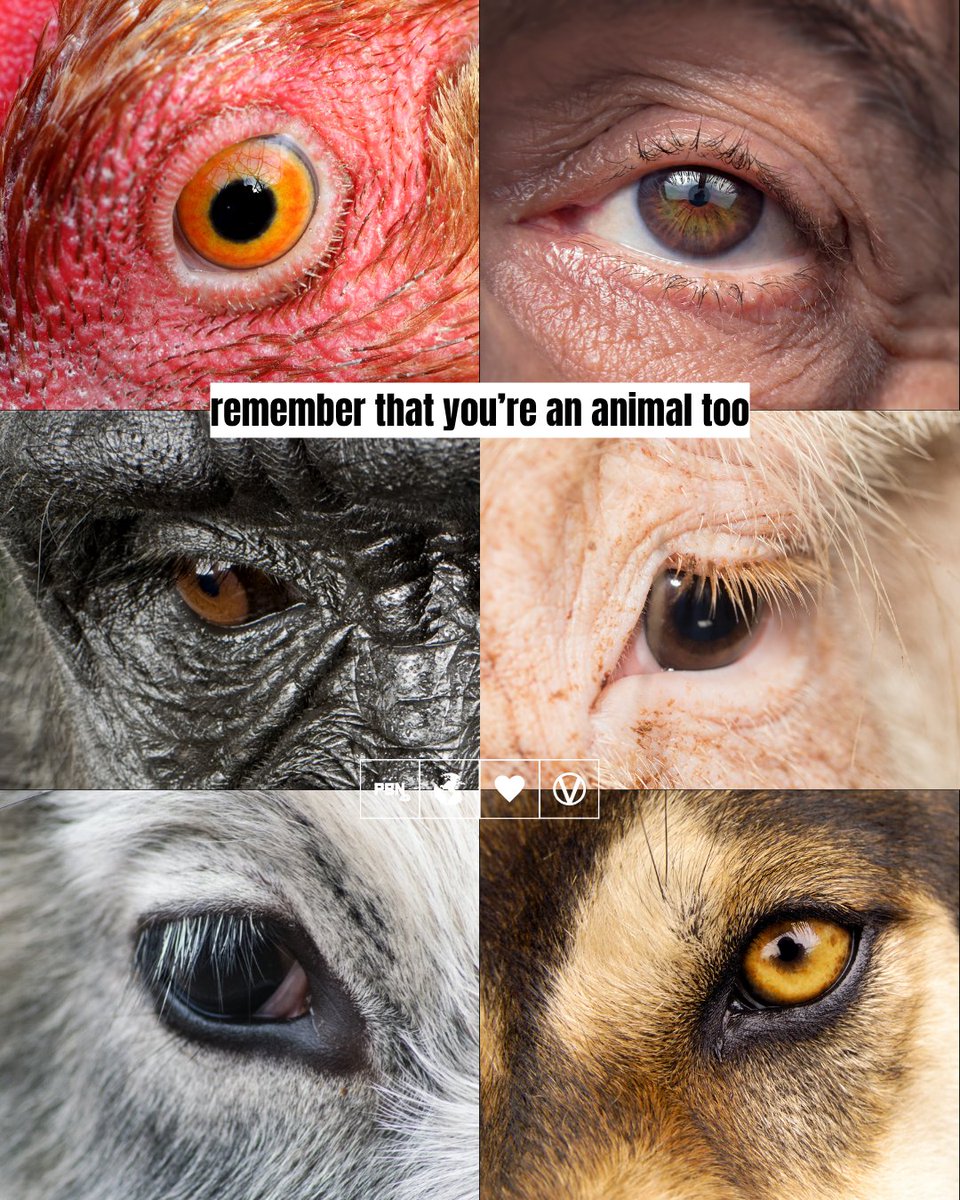 PlantBasedNews's tweet photo. We have more in common with each other than you might realise 👁️

We all think, feel, want to live ❤️‍🩹 https://t.co/RSgEg6i5aZ